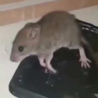 El chat siendo agredido por orslok