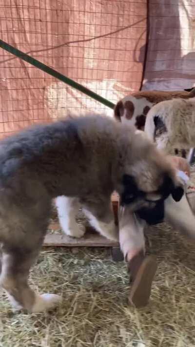 A gentle expression of love