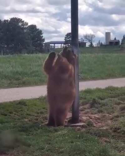 Chonk Scratching It’s Back With a Pole