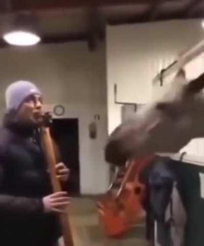 Which instrument is this? Forgive the funny video 😆