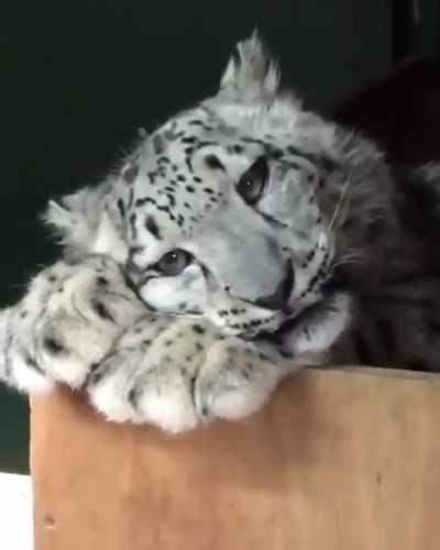 Look at the big kitty that could probably kill you with no real effort on their part. Look at them.