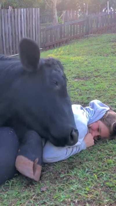 When a cow sees you as their best friend