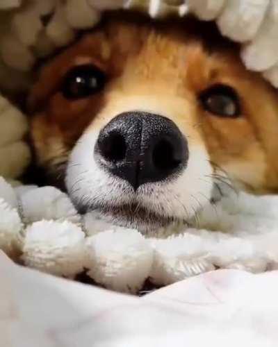 A surprise under the bedsheets!