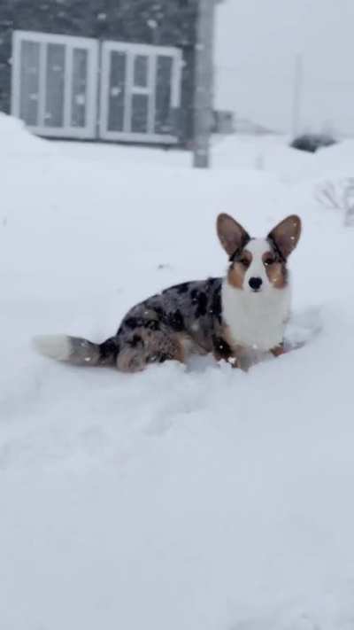 weather brings snow ❄️