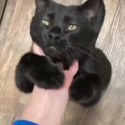 Black Kitten bring good luck