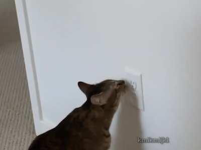 Cat got a bit of a Tom screech...