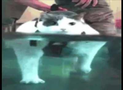 He's a woman's man, no time to talk