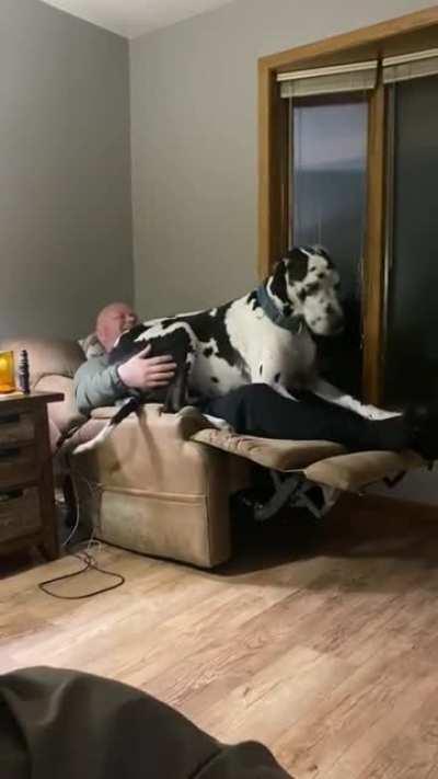 an oversized dog