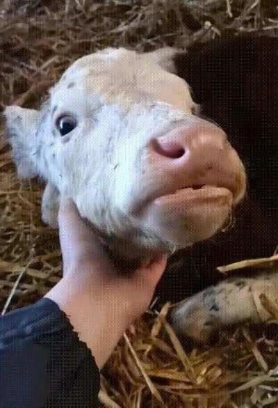 Spot getting some scratches