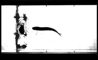 The fish in the image is dead but it is still swimming upstream due to passive propulsion. It is propelled when its body resonates with oncoming vortices. This is how fish swim upstream without spending too much of its own energy.