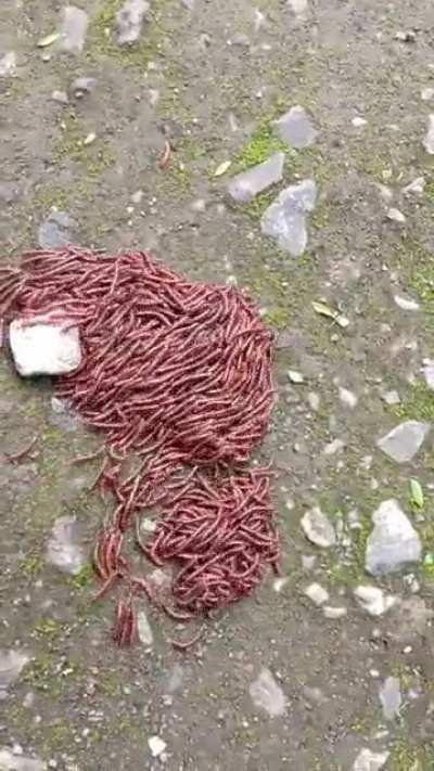 The Primordial children of gravemind