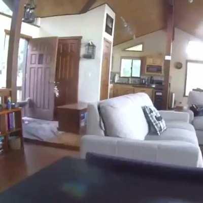 Bear effortlessly breaks down door