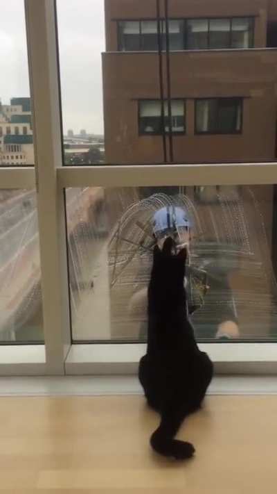 This void thinks that this window washer is just another toy to bat around