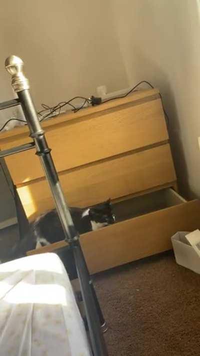 Every god damn day I come home to all our drawers being opened, not knowing which one of our 4 cats it’s been doing it. Today the culprit revealed themselves. I should have known.