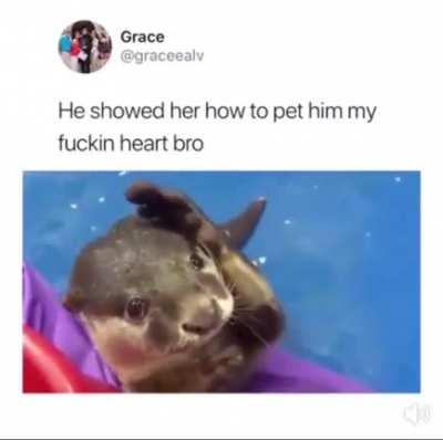 I’d pet him day and night!