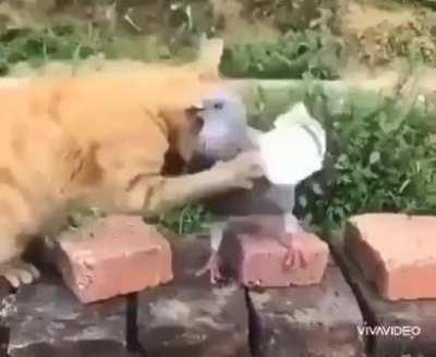 Ур-ру-ру, мать твою!