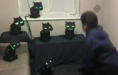 This cat robots. Their eyes glow red when you raise your hand