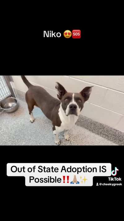 🆘 3/23 Urgent Now‼️Niko A651372 is a handsome Pittie mix who is calm, quiet, relaxed, polite & attentive. He is friendly & easy to handle! Urgently seeking loving forever home! 🫶🏼 612 Canino Rd. Houston, TX (Adoptable Out of State)