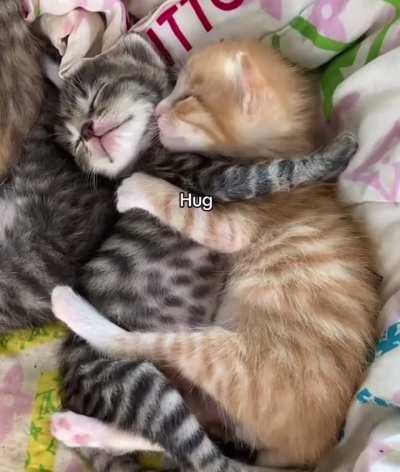 Every black cat needs their orange cat ☺️ 🌙 ☀️ 🐾