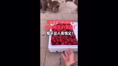 哟这不两广猴子吗？几天不见变这样啦