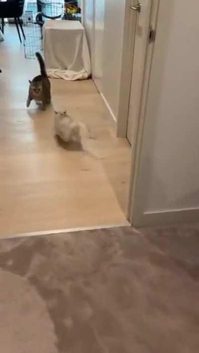 Cute cats are terrified by their owner's new appearance