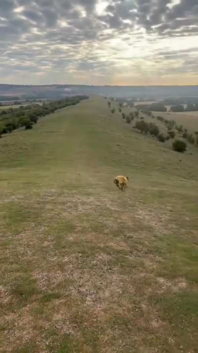 Morning zoomies