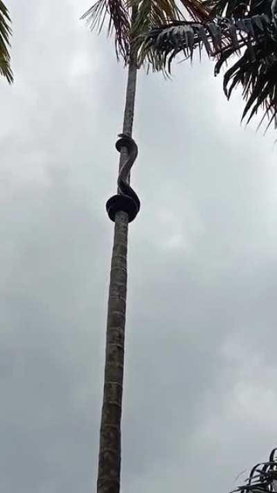 Can anyone identify this snake? Also why is it doing this?