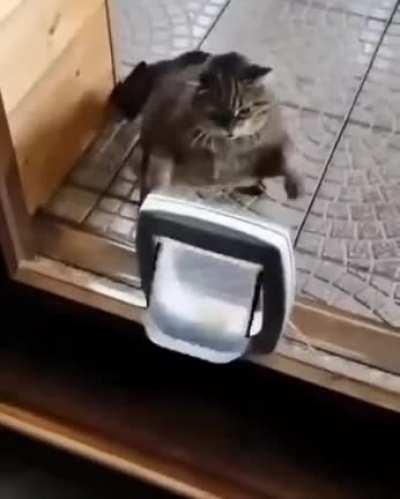 Angry Kitty