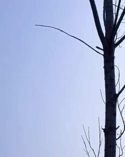 Slingshot vs tree branches