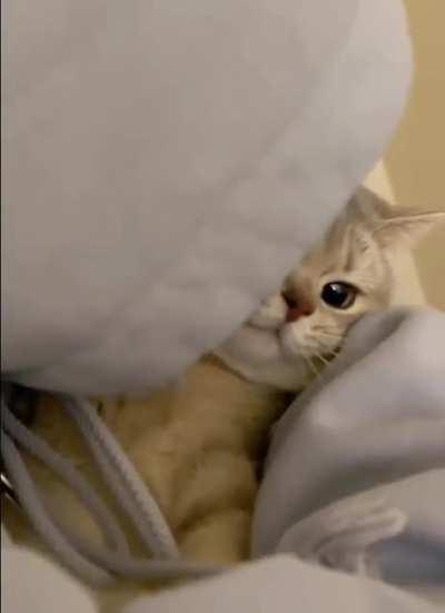 look at this cutie kitty 🐈‍⬛ 🐈