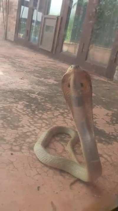 Uninvited visitor, spitting at my door!