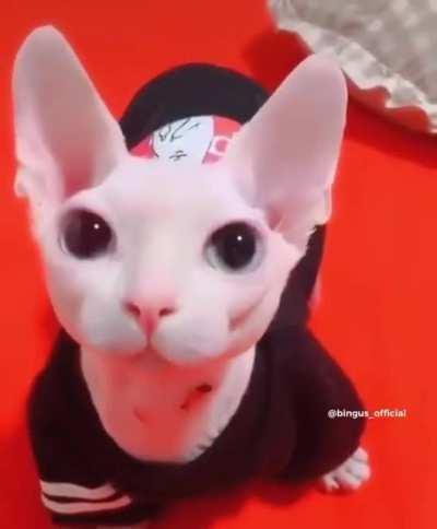 Bingus fancam 😍😍 (not mine)