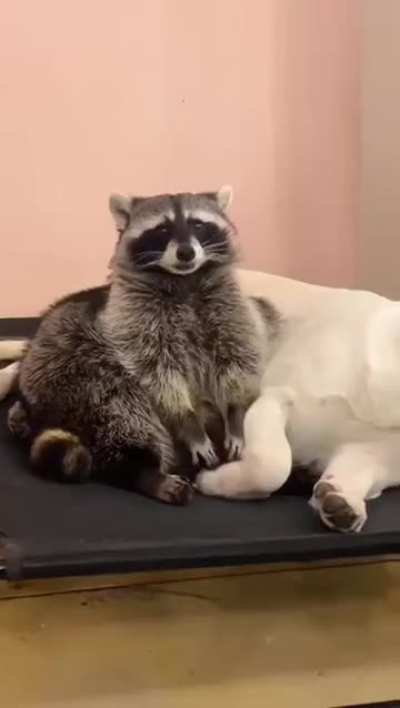 Chonky boy....our new macot