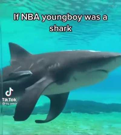 If NBA young boy was a shark