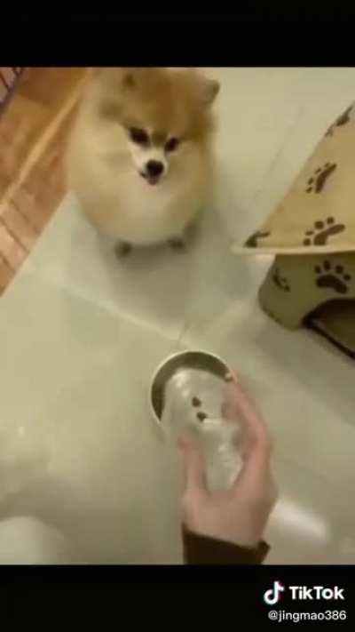 Putting the dog on a diet