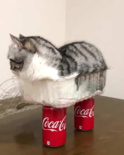 Cola Kitty