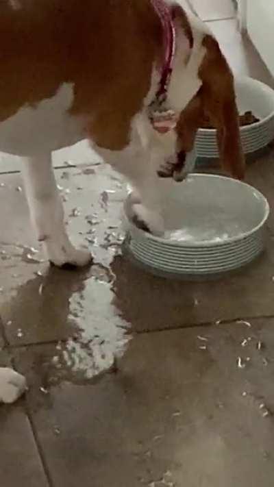 What’s wrong with my dog