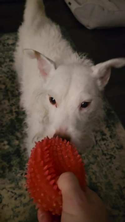More of Diefenbaker growling while playing. He doesn't need to win, just to play, and FYI to that guy who said he'd be attacking feet, Diefenbaker will stop when asked.