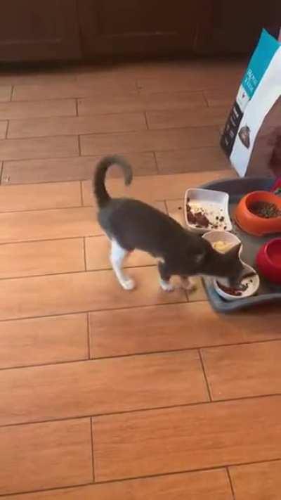 Kitten loses it over omelette