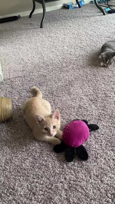 this has always been Monkey’s favorite toy and he doesn’t let anyone else touch it