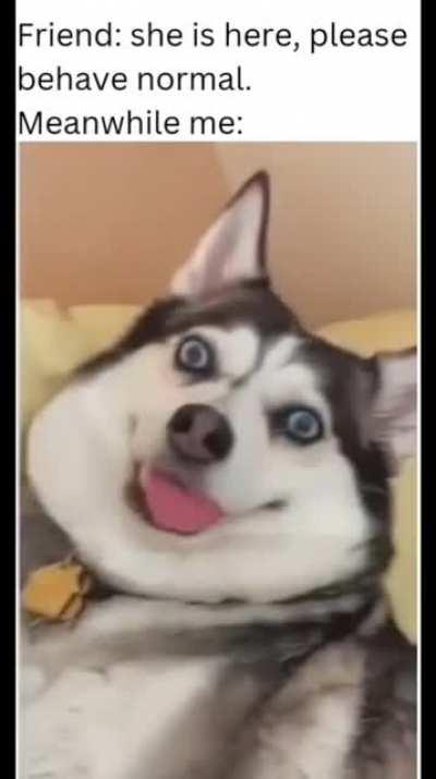 Ah shit, here we go again 👍