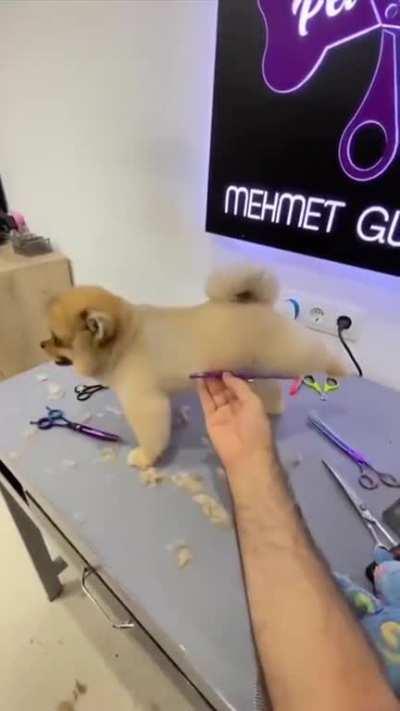 Dog getting a fresh haircut