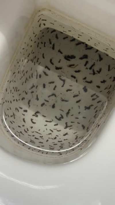 The wrigglers in my toilet bowl after leaving it for a week