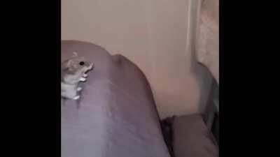 NOOOOO!!!!! El Edgy se cayo gente :c