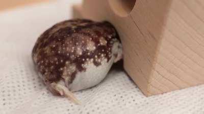 Yawning Round Frog by Ninja Frog