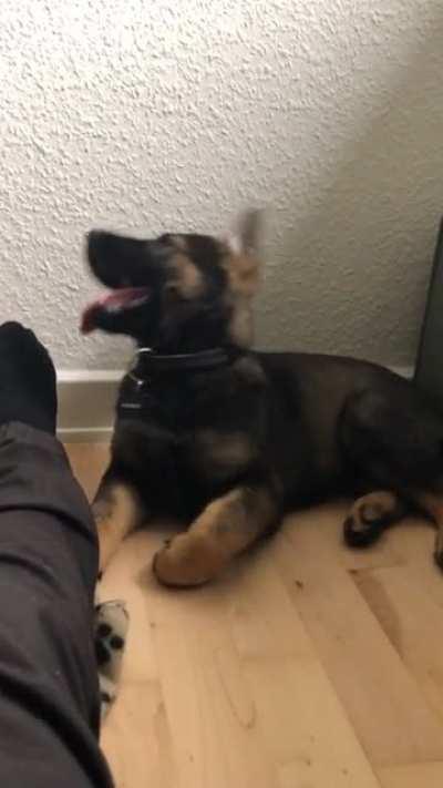 Smol pup running out of power