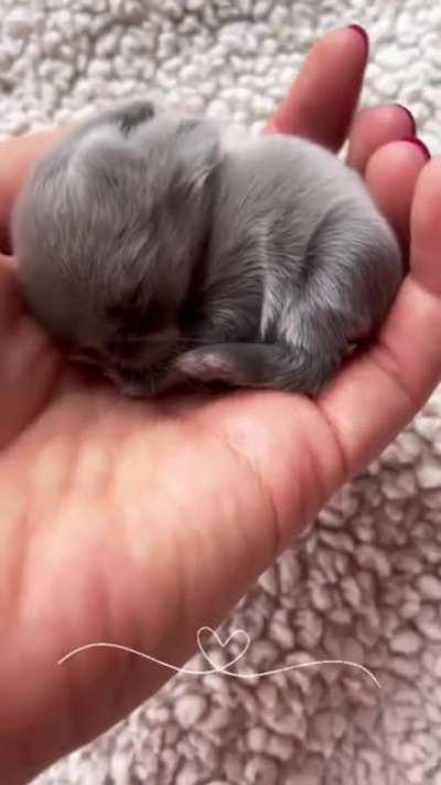 So small but oh so cute!
