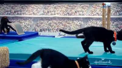 Olimpíadas dos gatos