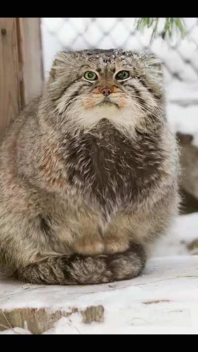 This Cat is an Absolute Unit