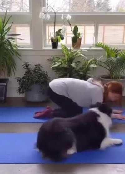 A canine yoga routine